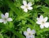 Anemone canadensis